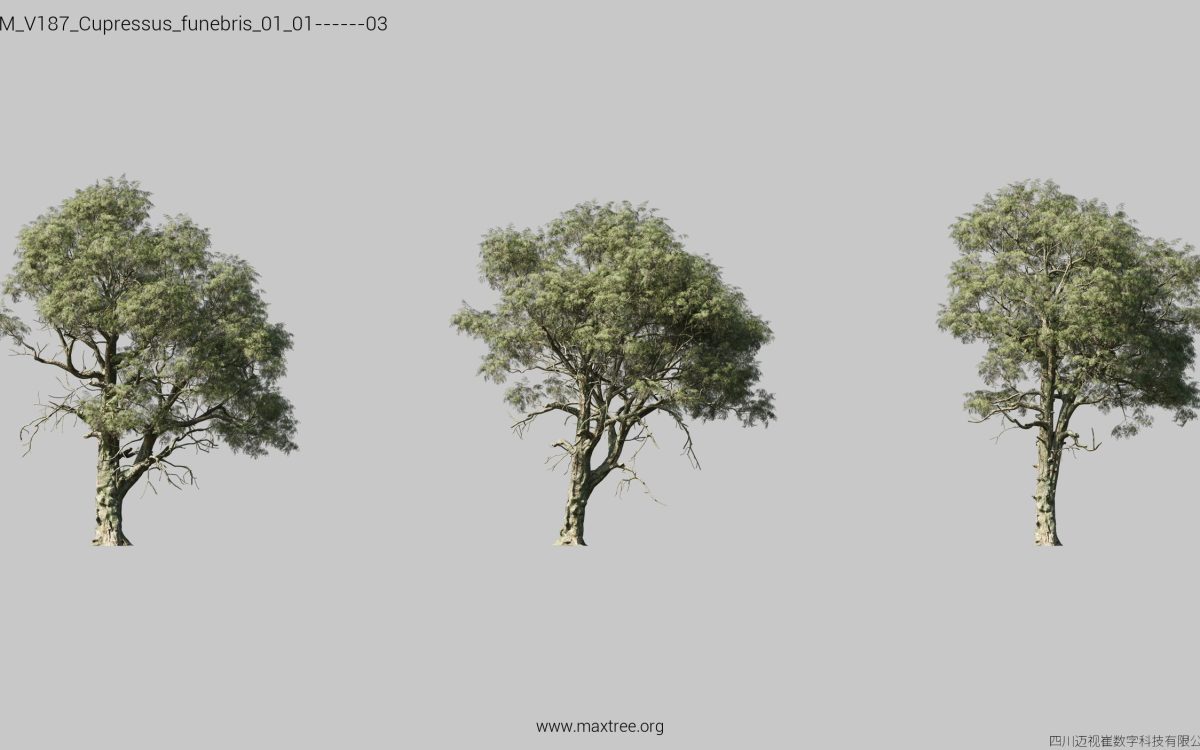 Plant Models Vol 187 - 图片 10