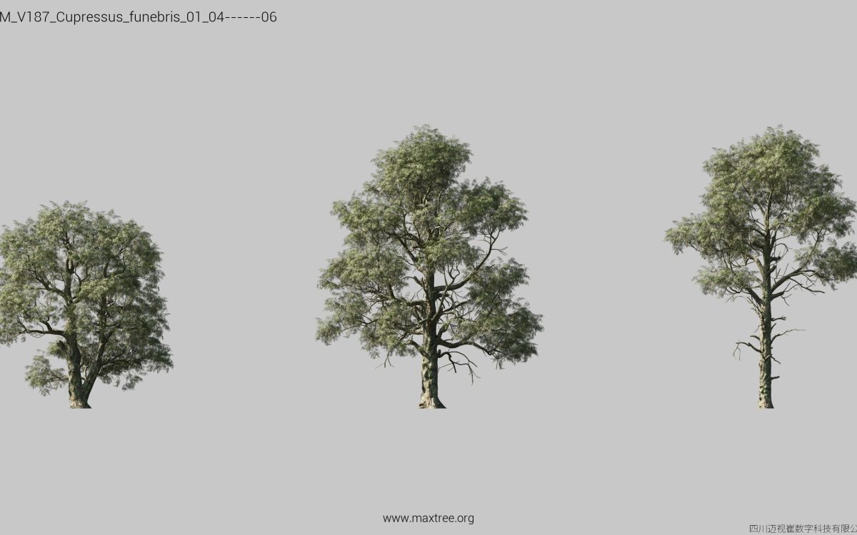 Plant Models Vol 187 - 图片 11