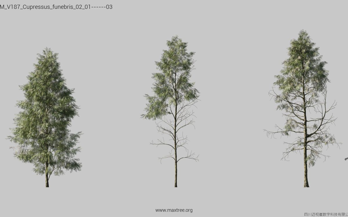 Plant Models Vol 187 - 图片 12
