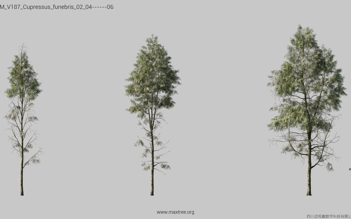 Plant Models Vol 187 - 图片 13