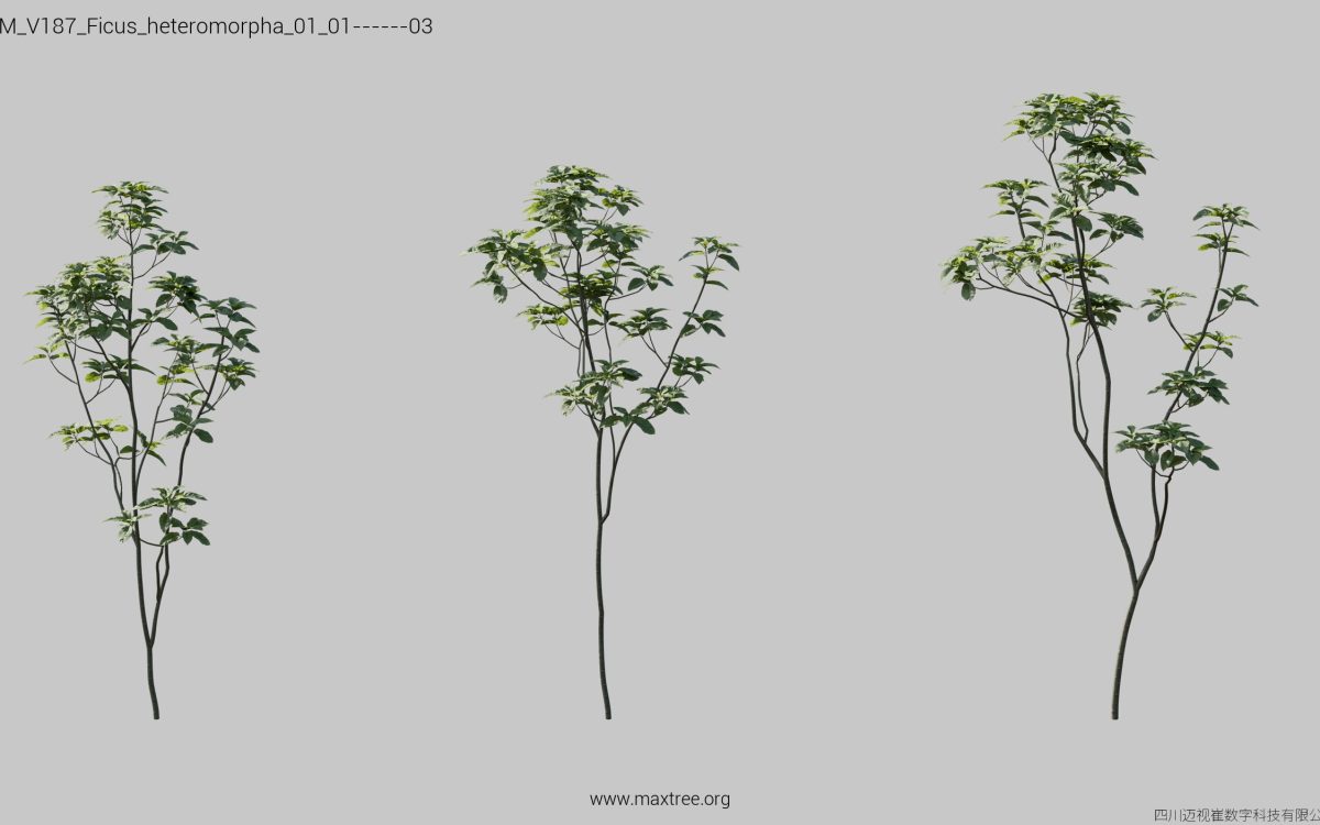 Plant Models Vol 187 - 图片 14