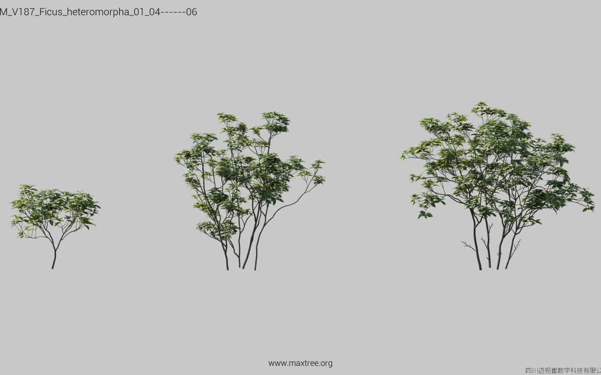 Plant Models Vol 187 - 图片 15