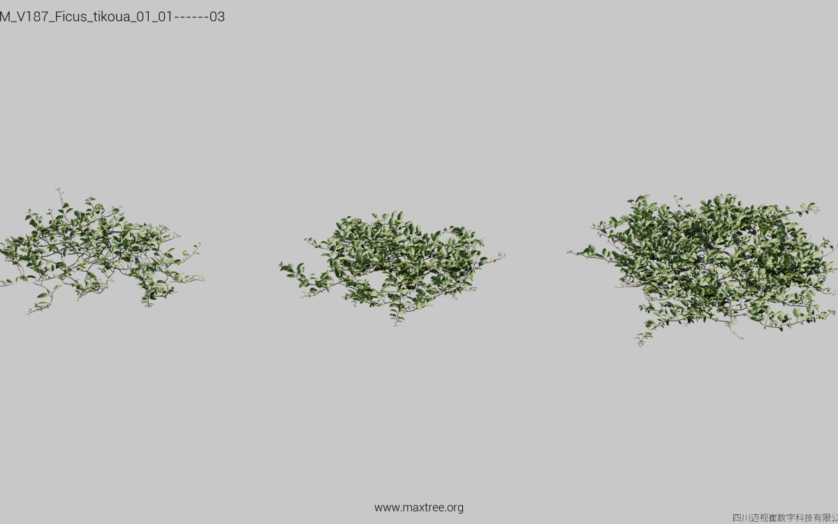 Plant Models Vol 187 - 图片 16