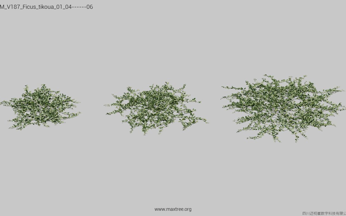 Plant Models Vol 187 - 图片 17