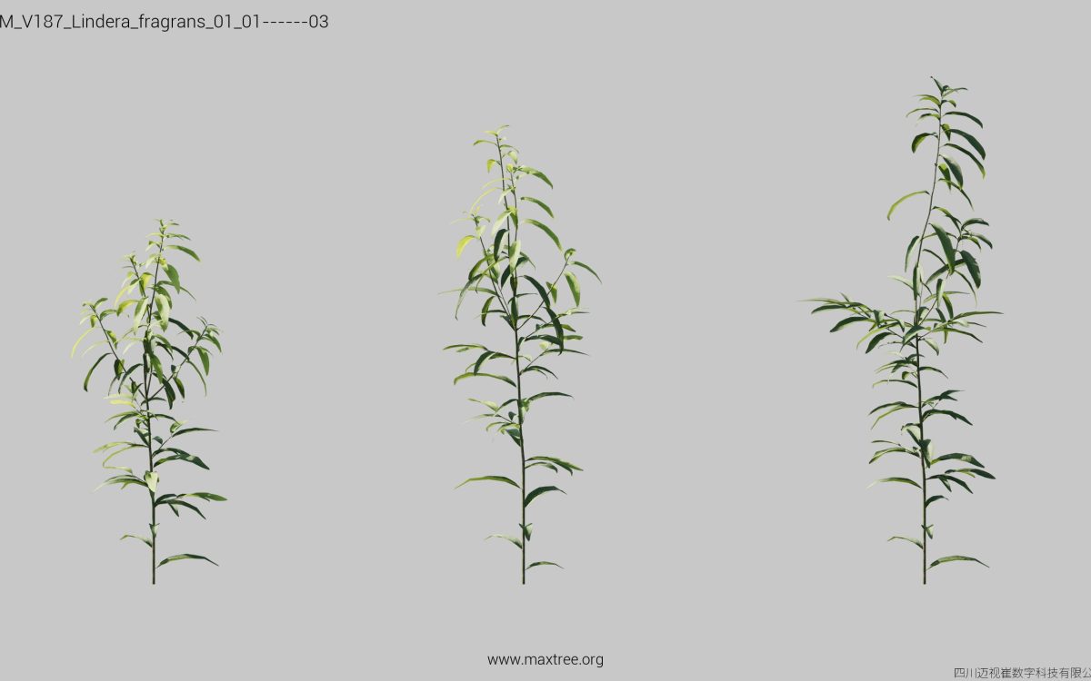 Plant Models Vol 187 - 图片 18