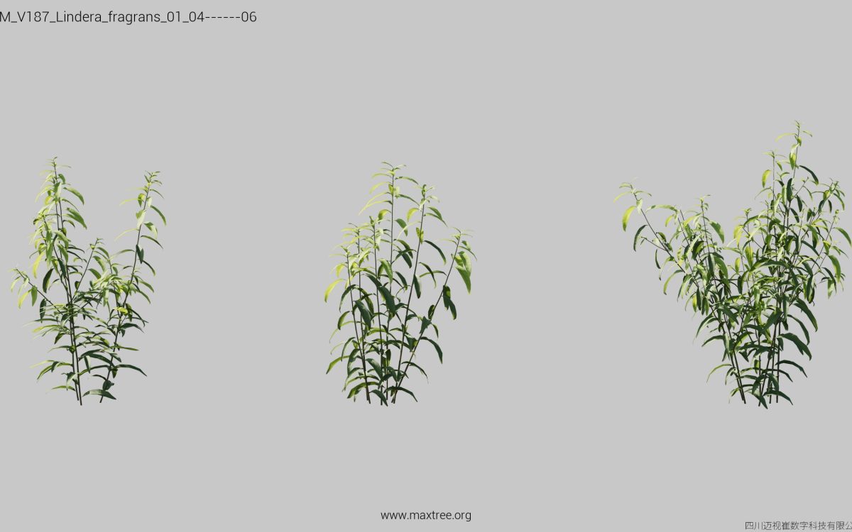 Plant Models Vol 187 - 图片 19