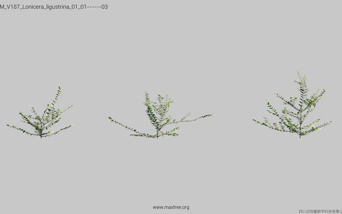 Plant Models Vol 187 - 图片 20