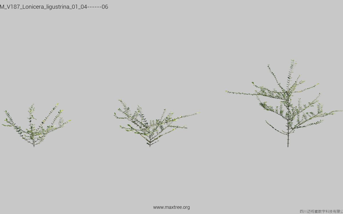 Plant Models Vol 187 - 图片 21