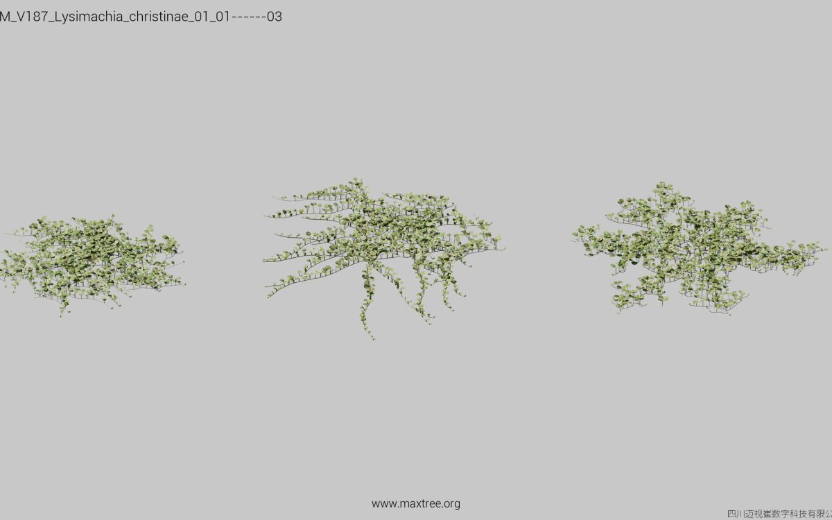 Plant Models Vol 187 - 图片 22