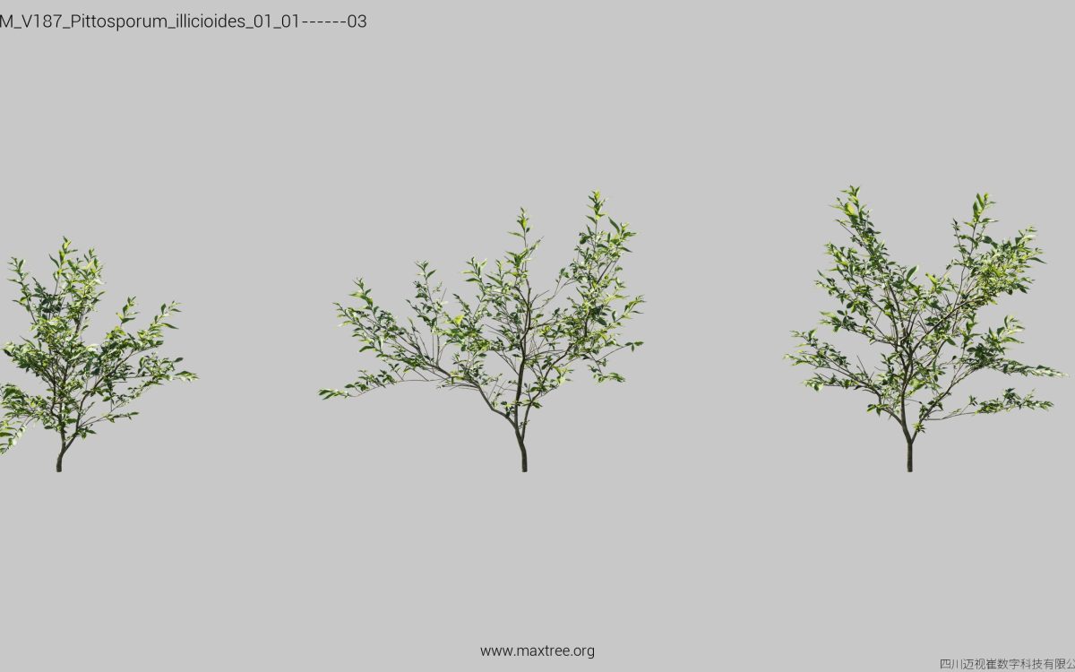 Plant Models Vol 187 - 图片 24