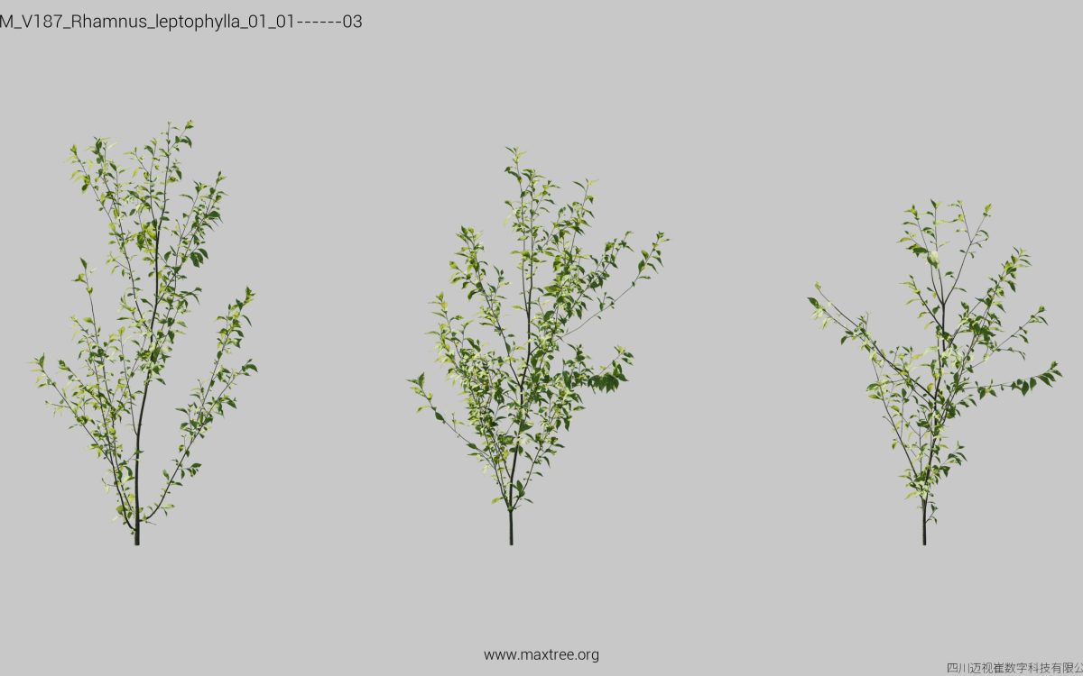 Plant Models Vol 187 - 图片 28