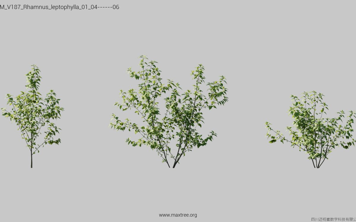 Plant Models Vol 187 - 图片 29