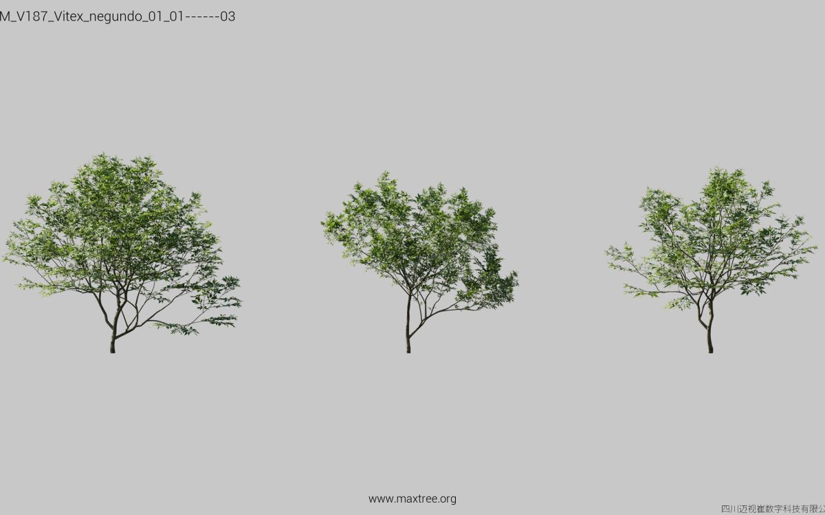 Plant Models Vol 187 - 图片 30