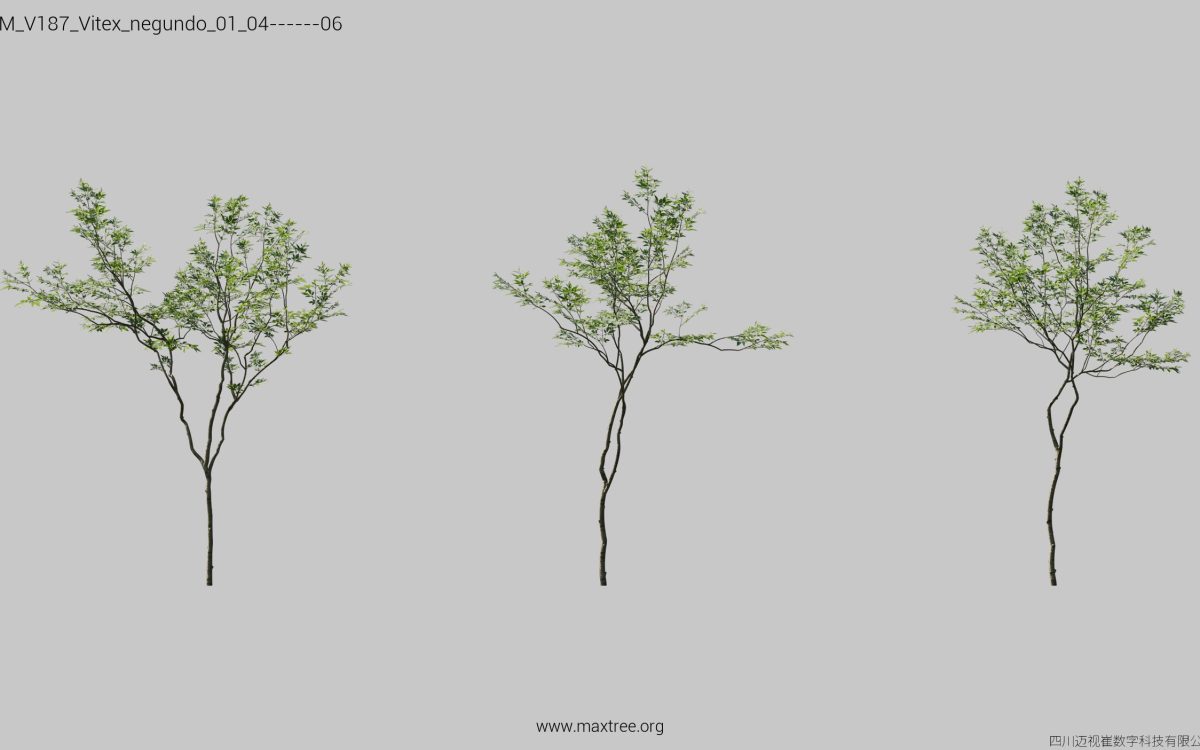 Plant Models Vol 187 - 图片 31