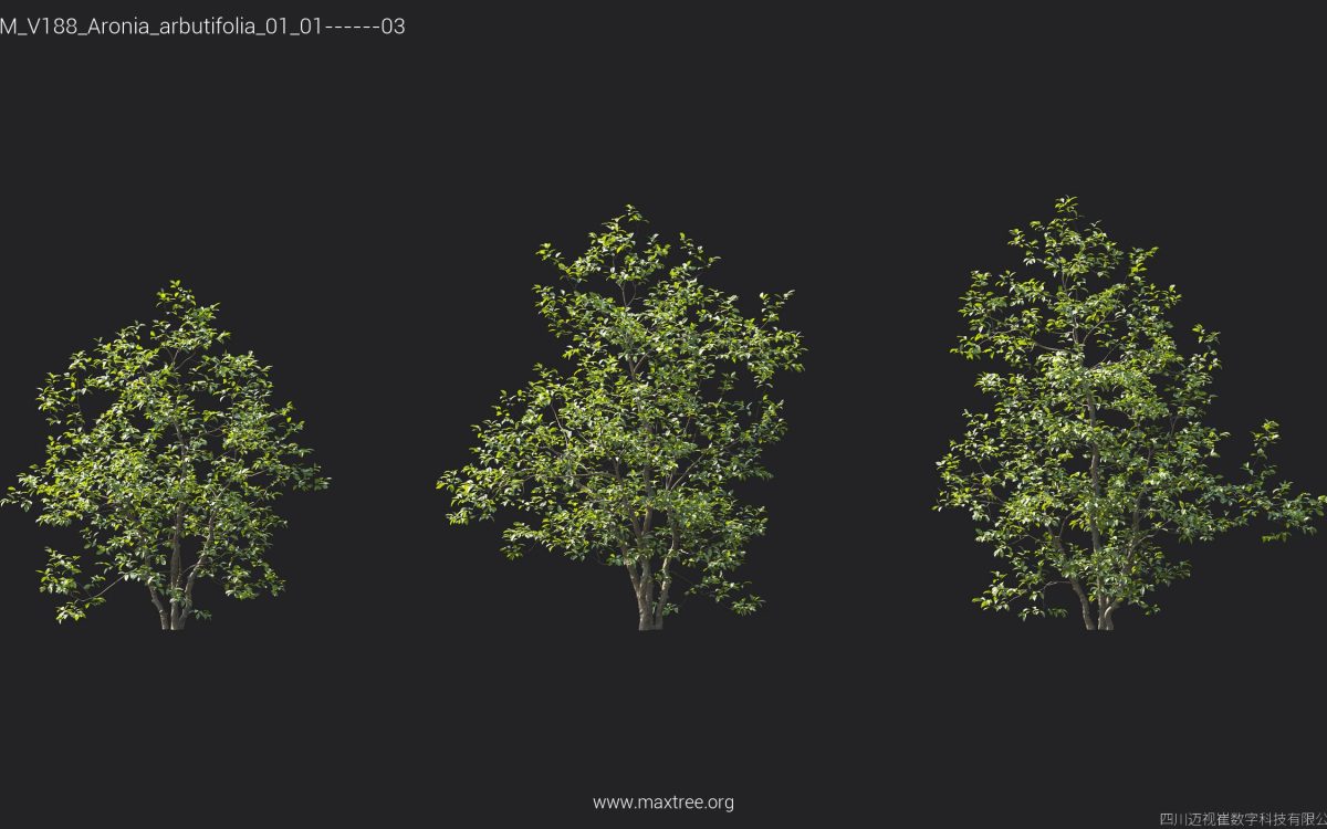 Plant Models Vol 188 - 图片 6
