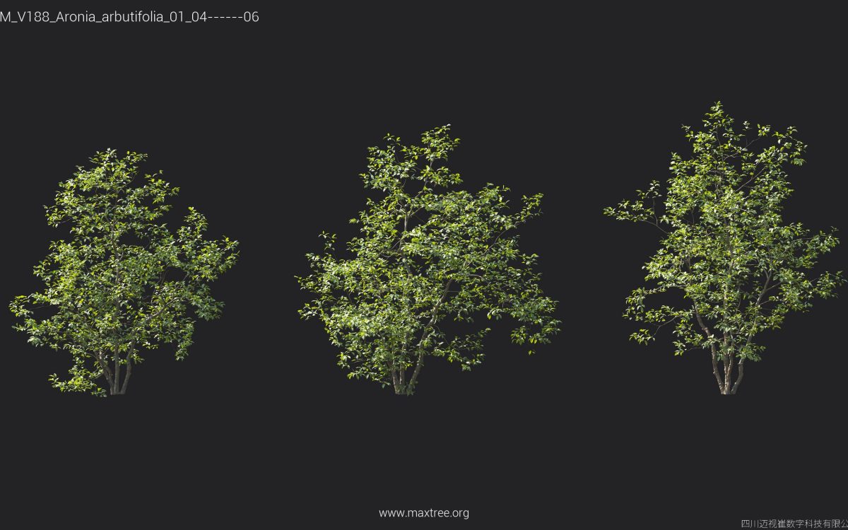 Plant Models Vol 188 - 图片 7