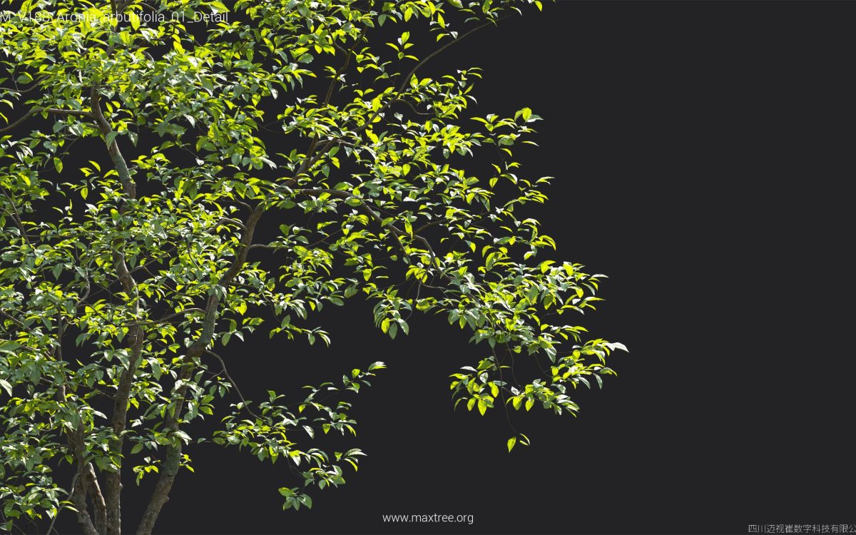 Plant Models Vol 188 - 图片 8
