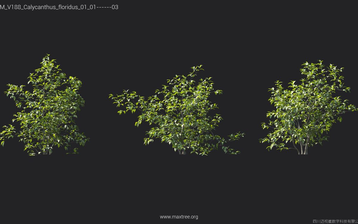 Plant Models Vol 188 - 图片 9