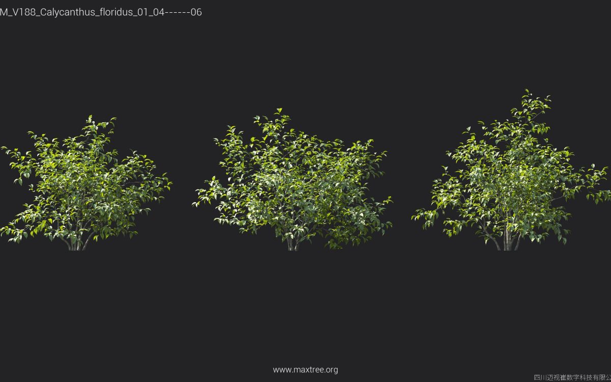 Plant Models Vol 188 - 图片 10