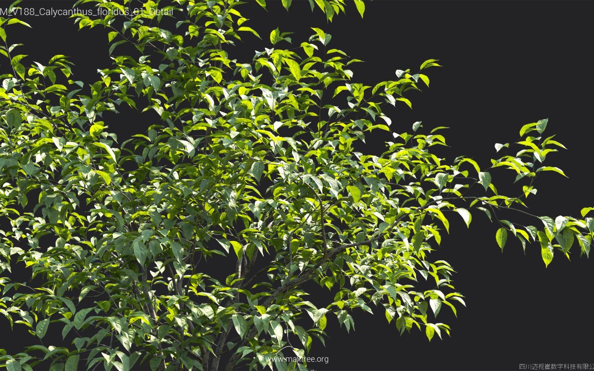 Plant Models Vol 188 - 图片 11