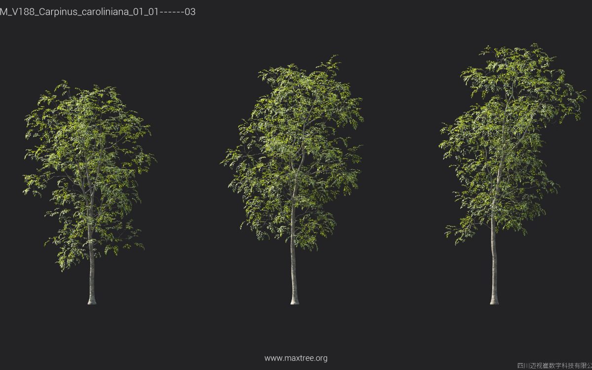 Plant Models Vol 188 - 图片 12