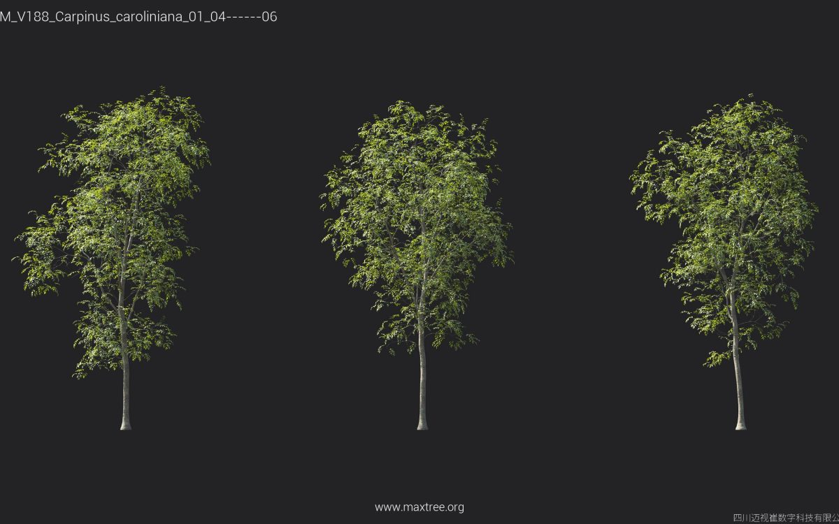 Plant Models Vol 188 - 图片 13