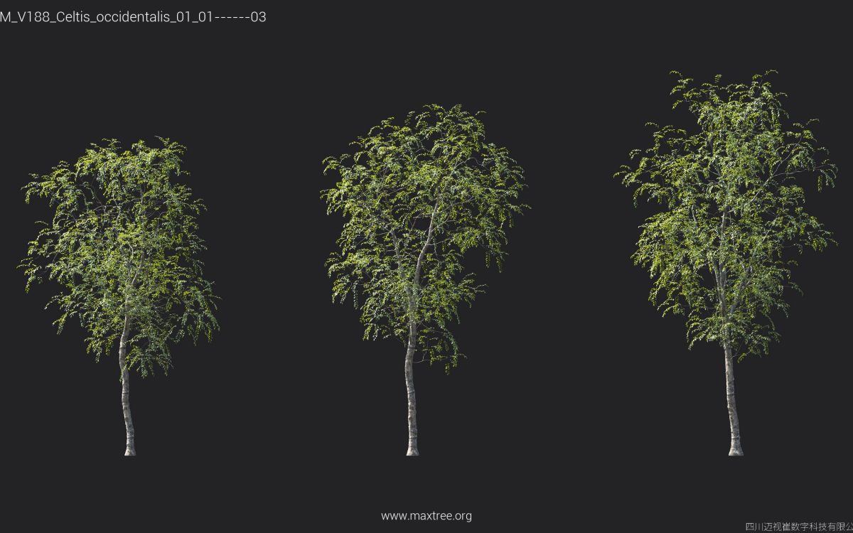 Plant Models Vol 188 - 图片 15