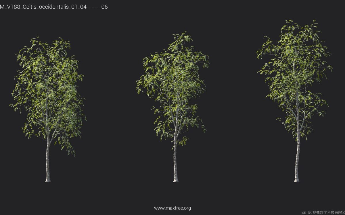 Plant Models Vol 188 - 图片 16