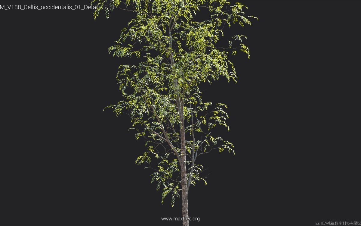 Plant Models Vol 188 - 图片 17