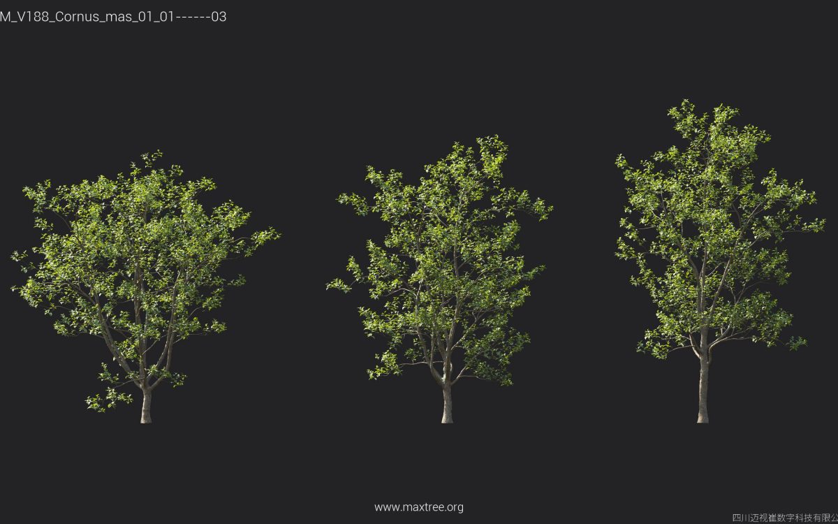 Plant Models Vol 188 - 图片 18
