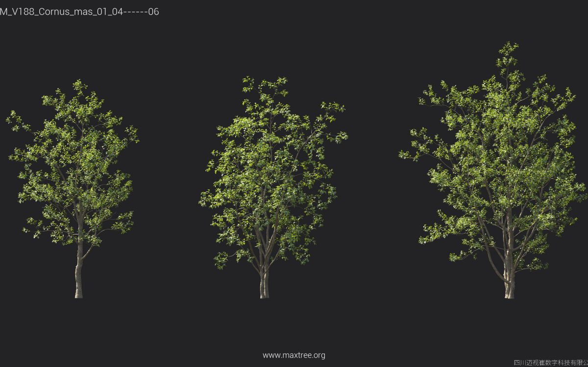Plant Models Vol 188 - 图片 19