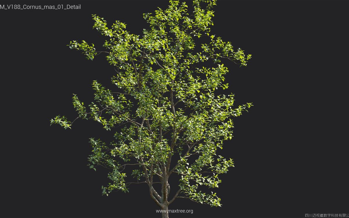 Plant Models Vol 188 - 图片 20