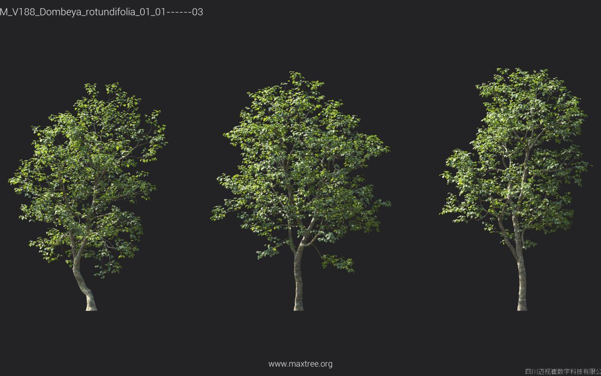 Plant Models Vol 188 - 图片 21