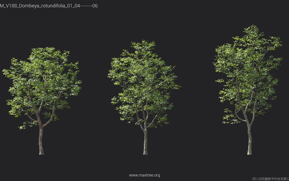 Plant Models Vol 188 - 图片 22