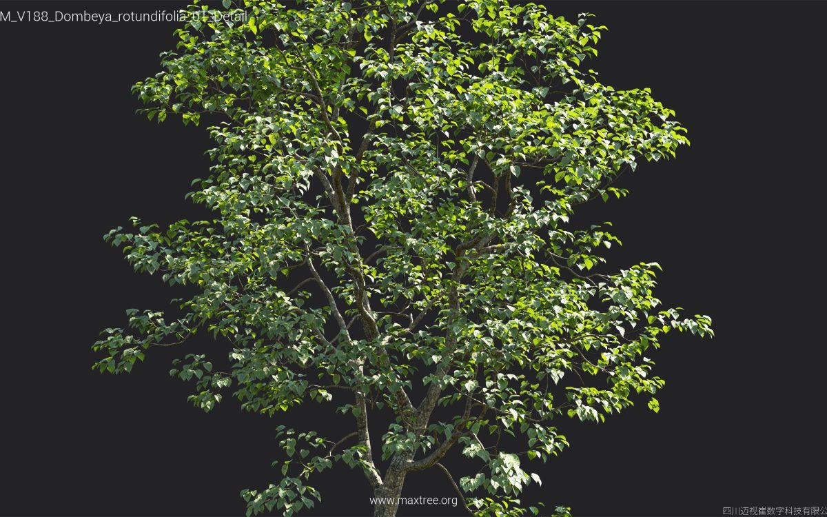 Plant Models Vol 188 - 图片 23