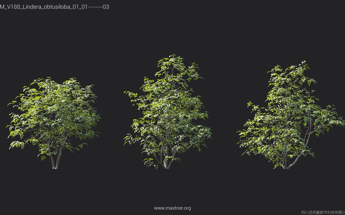 Plant Models Vol 188 - 图片 24