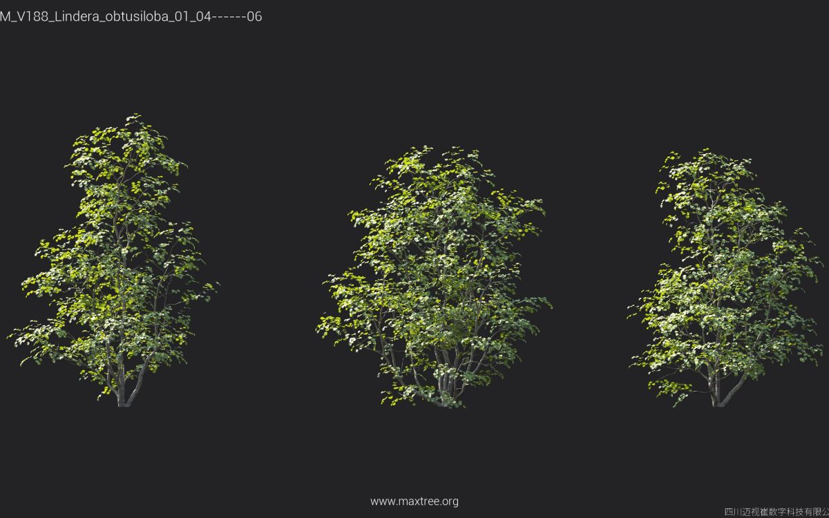 Plant Models Vol 188 - 图片 25