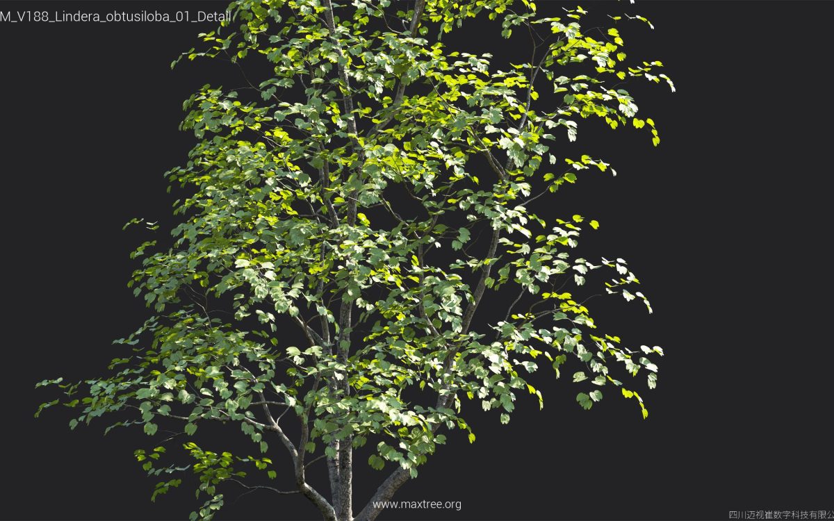 Plant Models Vol 188 - 图片 26