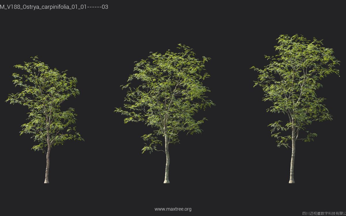 Plant Models Vol 188 - 图片 27