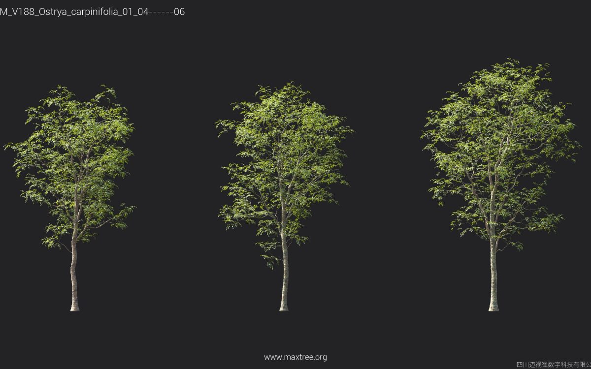 Plant Models Vol 188 - 图片 28