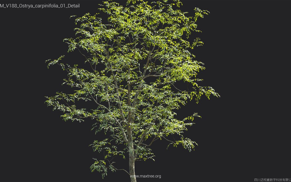 Plant Models Vol 188 - 图片 29