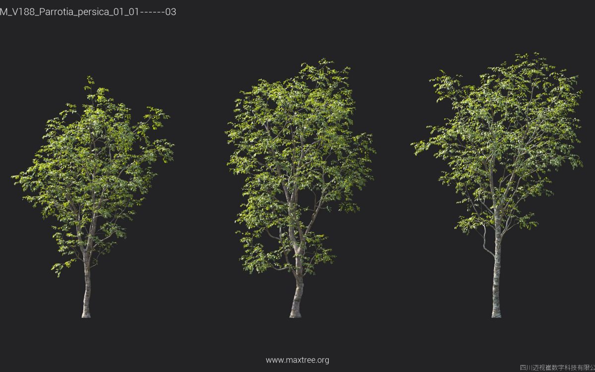 Plant Models Vol 188 - 图片 30