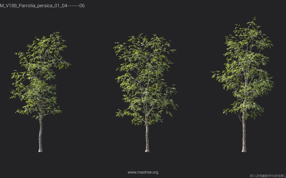 Plant Models Vol 188 - 图片 31