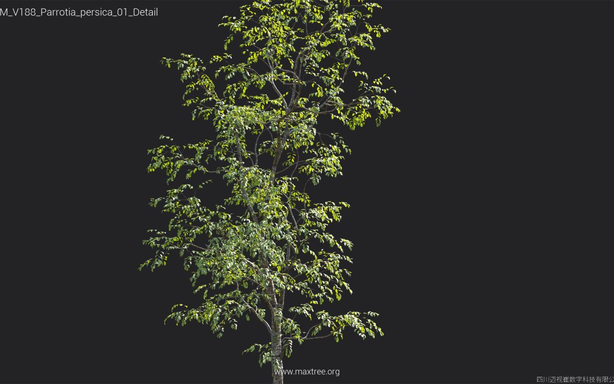 Plant Models Vol 188 - 图片 32