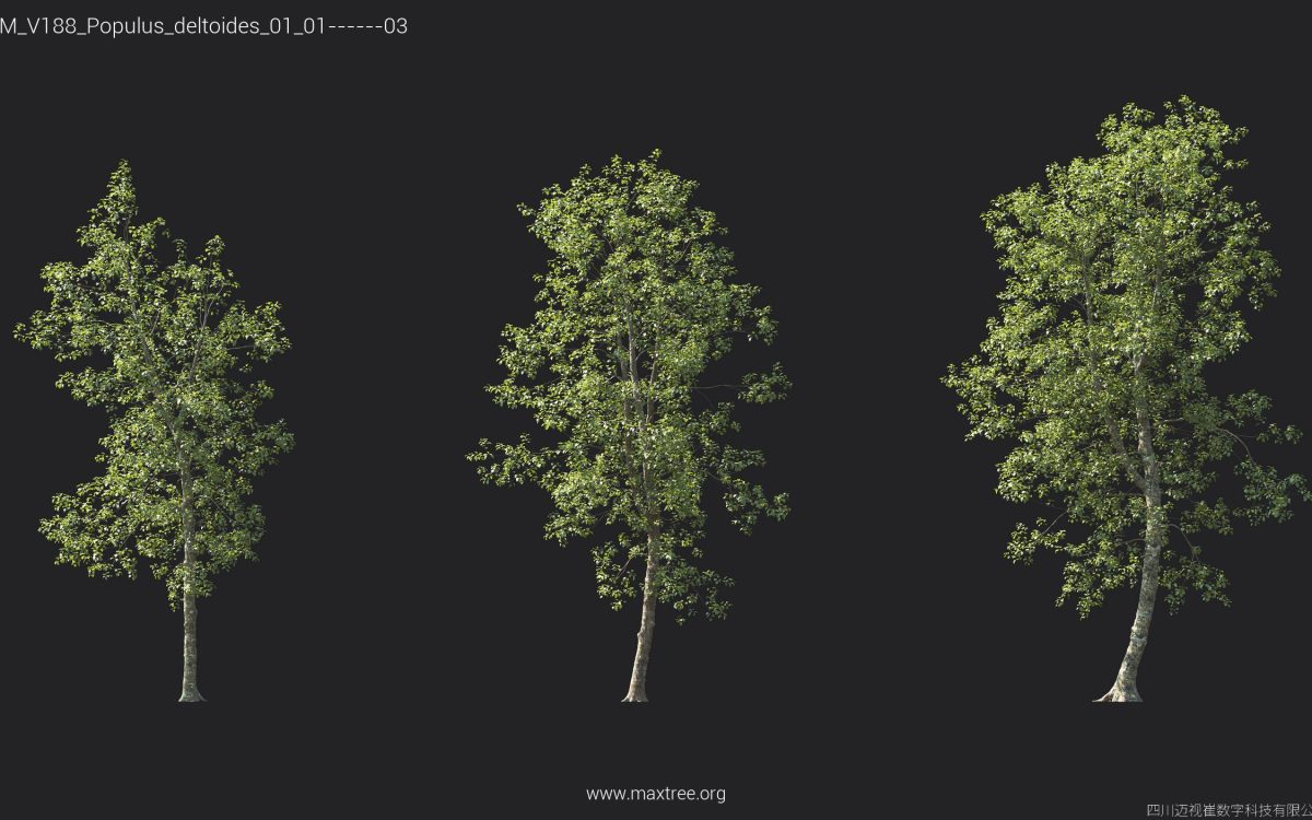 Plant Models Vol 188 - 图片 33