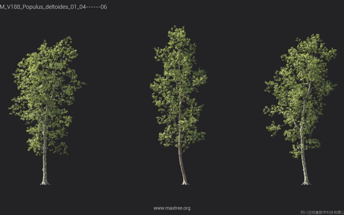Plant Models Vol 188 - 图片 34