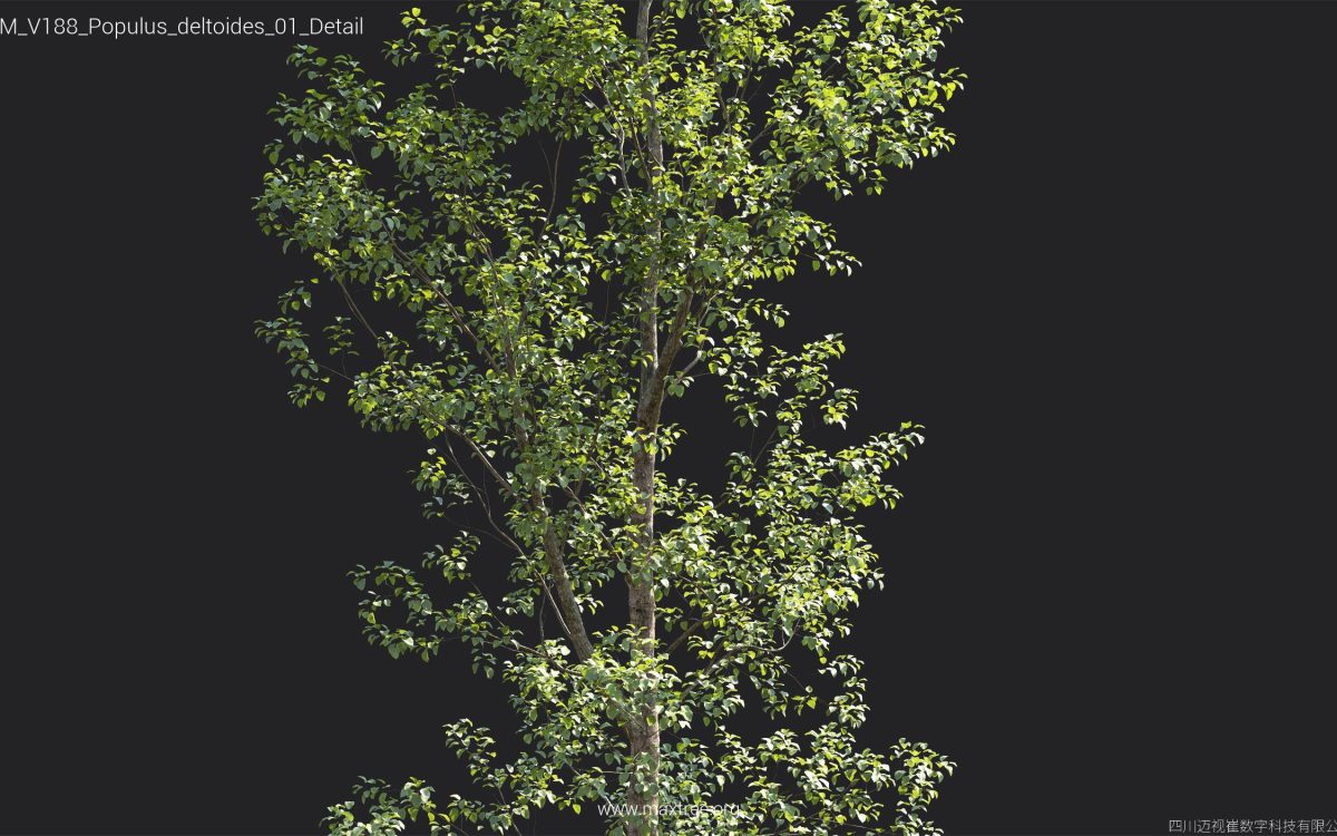 Plant Models Vol 188 - 图片 35