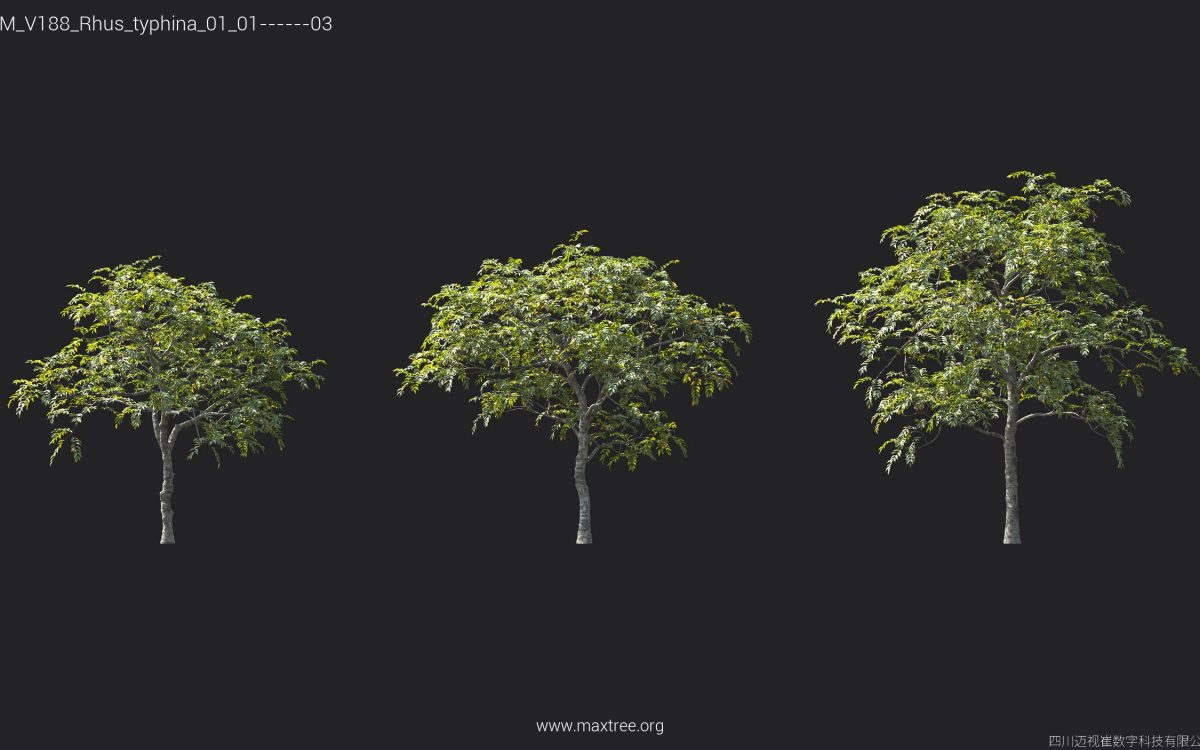 Plant Models Vol 188 - 图片 36