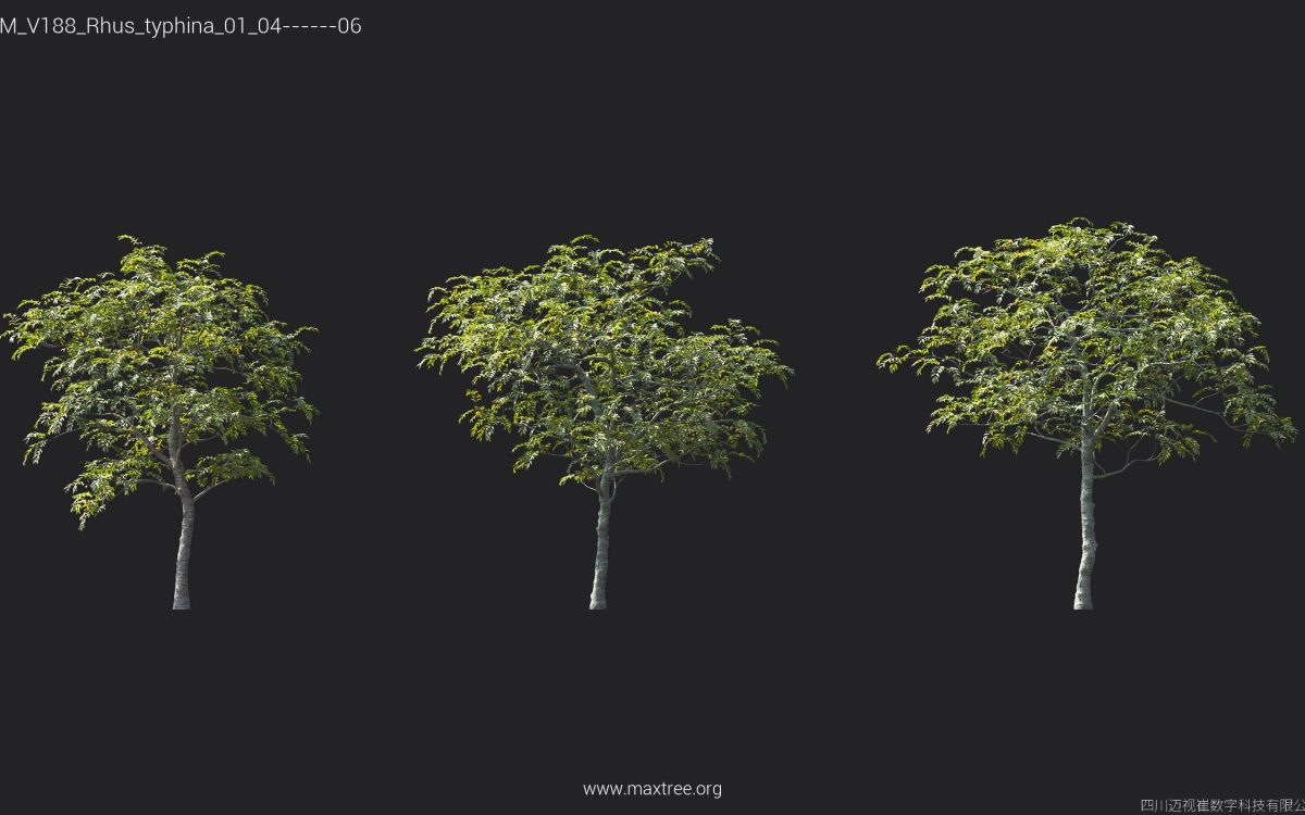 Plant Models Vol 188 - 图片 37