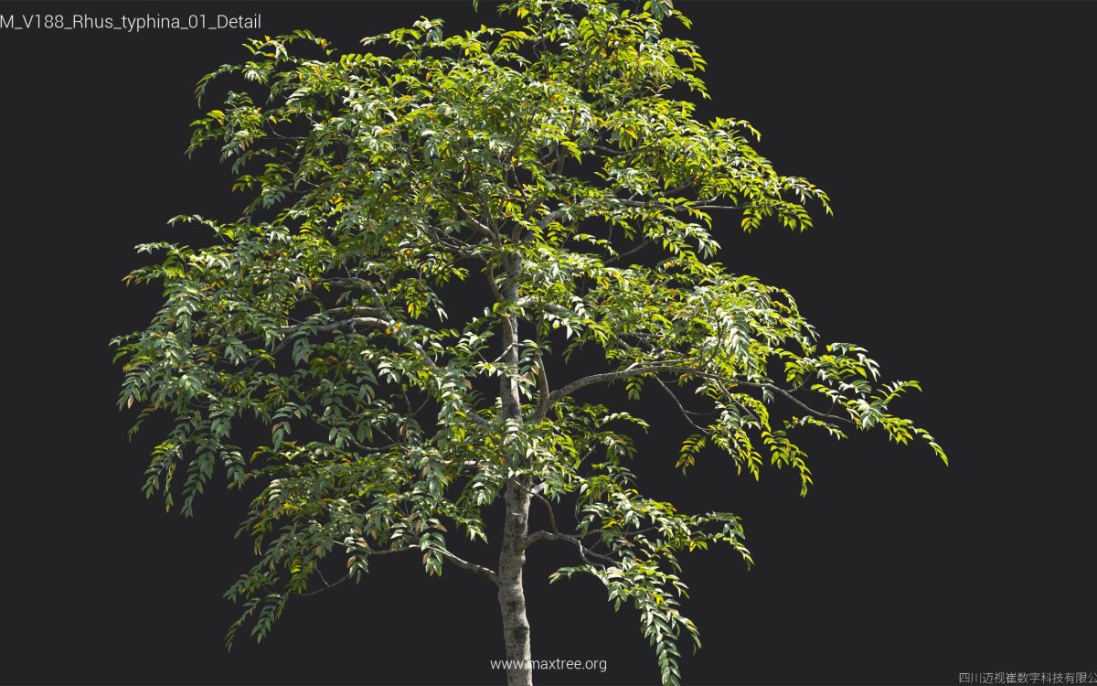 Plant Models Vol 188 - 图片 38